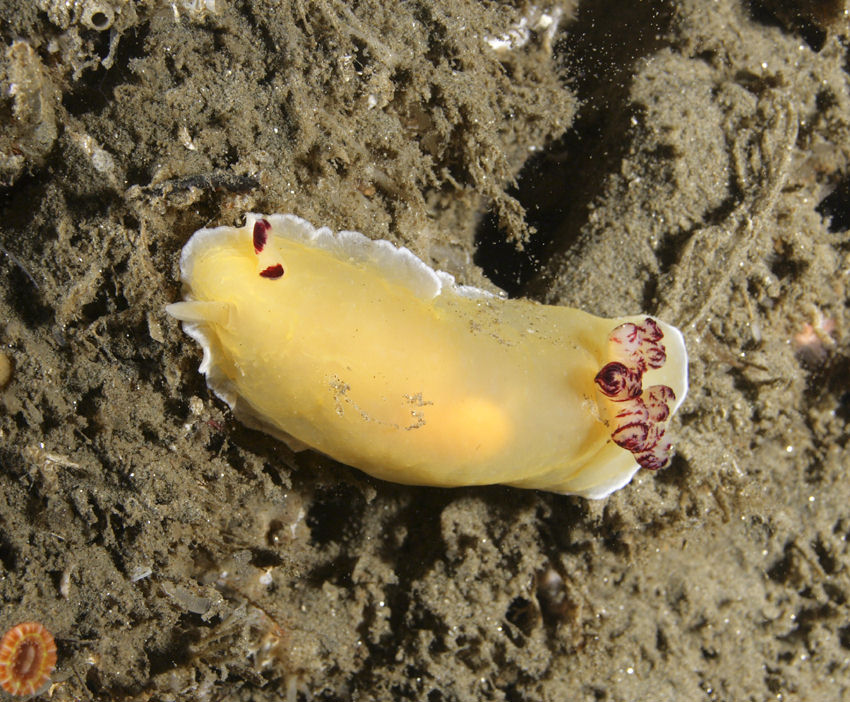 Dendrodoris azineae